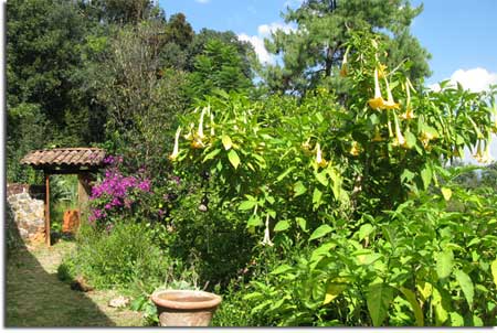 flowers at the gate of Huerto Colibrí